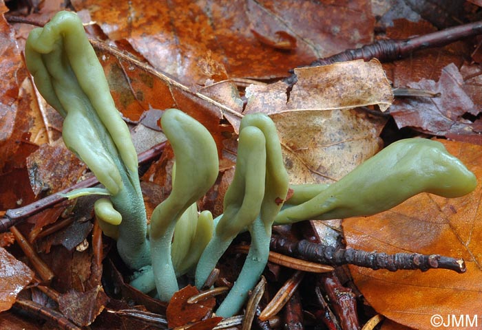 Microglossum griseoviride