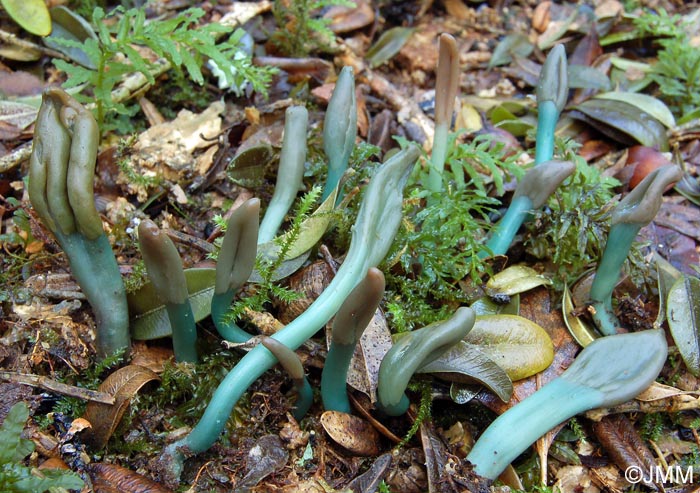 Microglossum nudipes