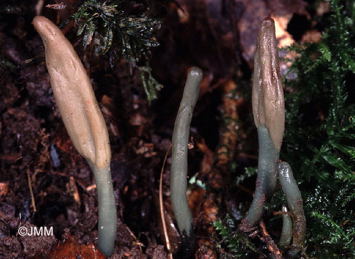 Microglossum nudipes
