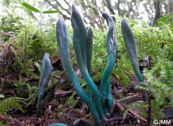 Microglossum truncatum