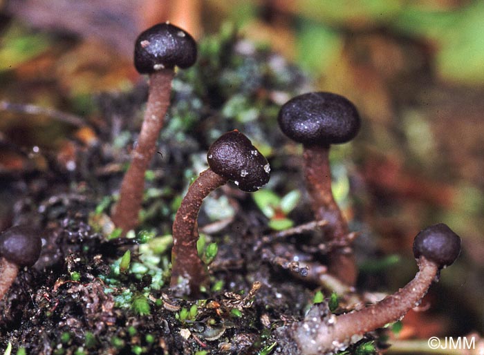 Sarcoleotia globosa