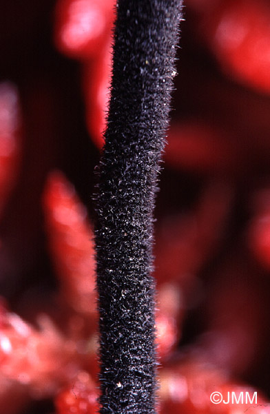 Trichoglossum hirsutum : détail du stipe