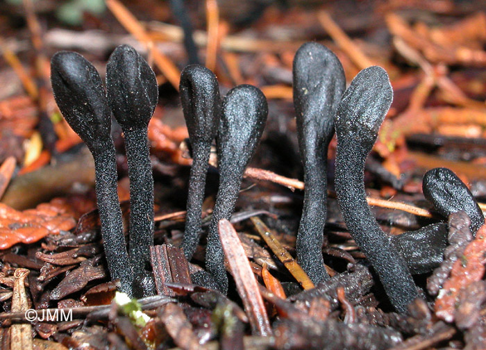 Trichoglossum hirsutum