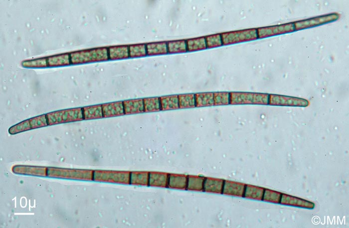 Trichoglossum variabile : spores de 7 à 14 cloisons