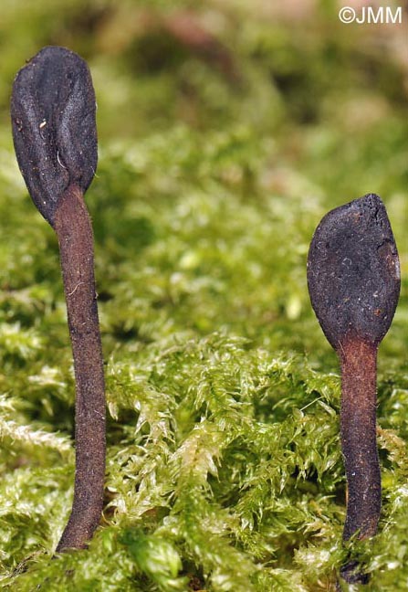 Trichoglossum variabile