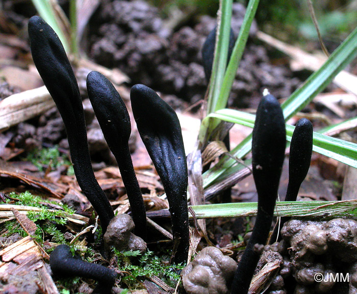 Trichoglossum walteri