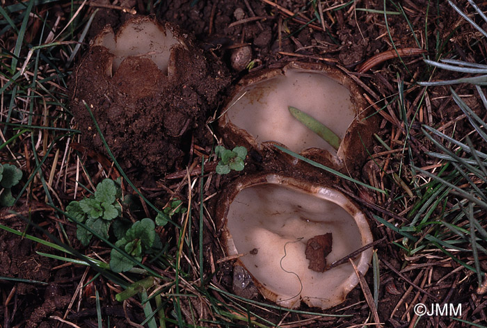 Geopora sumneriana