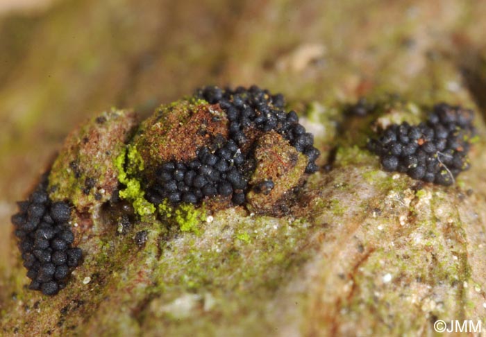 Gibberella pulicaris