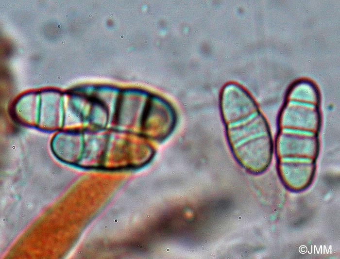 Gibberella pulicaris : spores