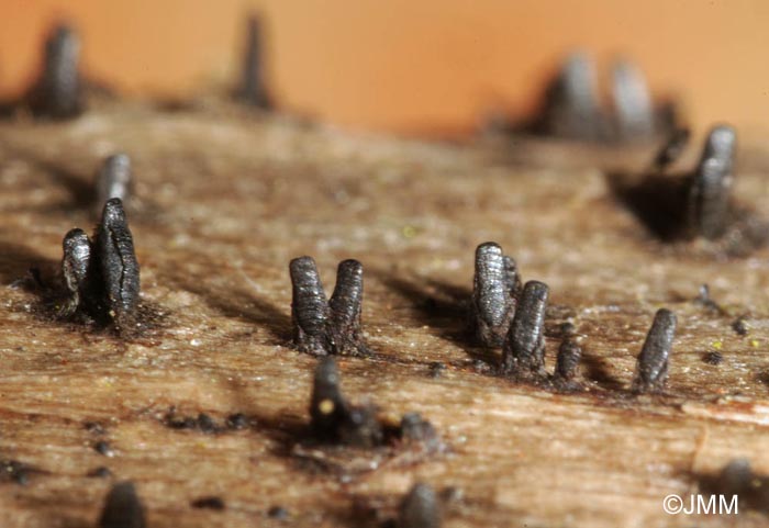 Glyphium elatum