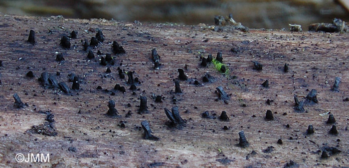 Glyphium elatum