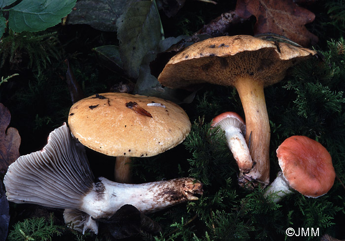 Gomphidius roseus et Suillus bovinus