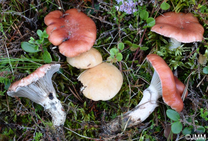 Gomphidius roseus & Suillus bovinus