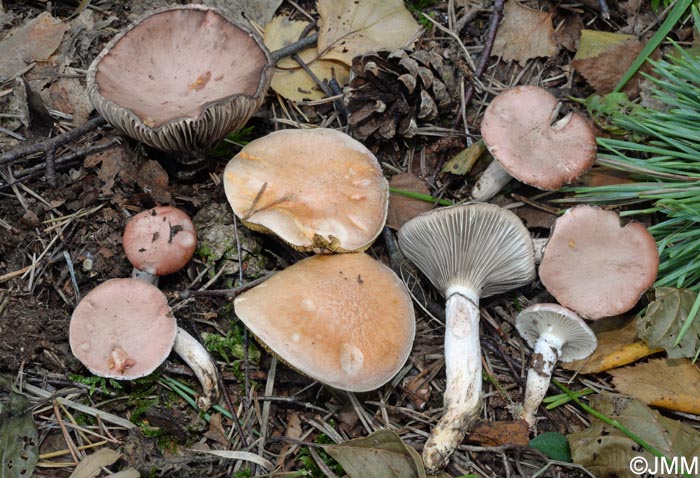 Gomphidius roseus & Suillus bovinus