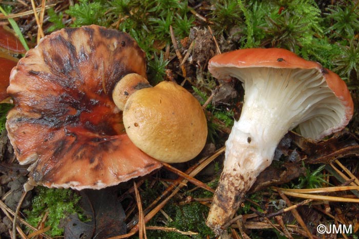 Gomphidius roseus & Suillus bovinus