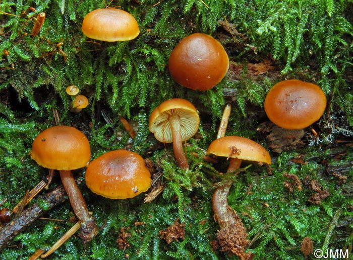 Gymnopilus bellulus