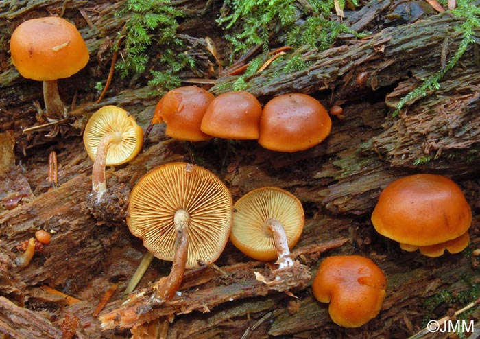 Gymnopilus bellulus