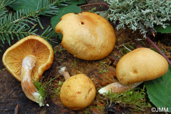 Gymnopilus hybridus