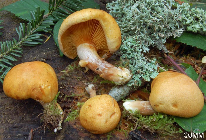 Gymnopilus hybridus