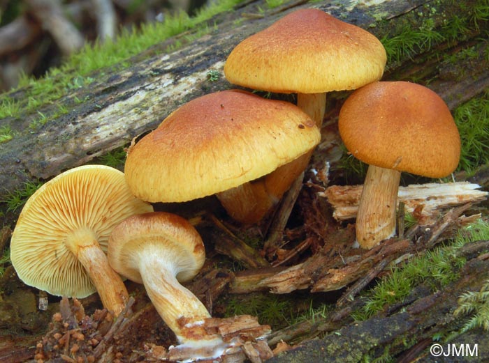 Gymnopilus hybridus