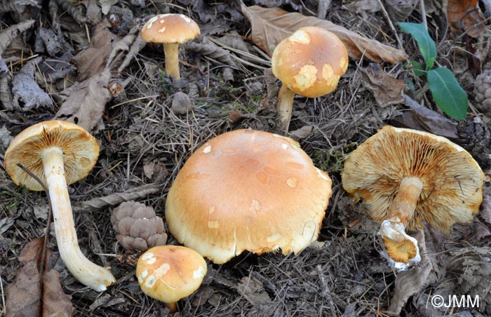 Gymnopilus hybridus