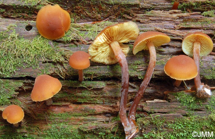 Gymnopilus liquiritiae