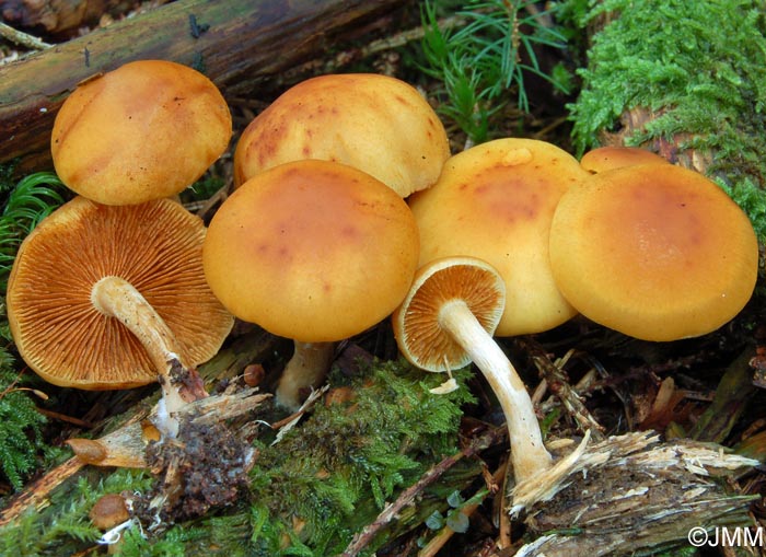 Gymnopilus penetrans