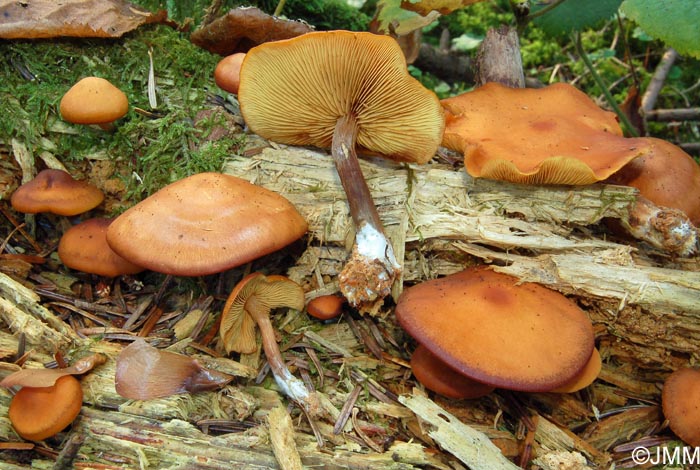 Gymnopilus picreus