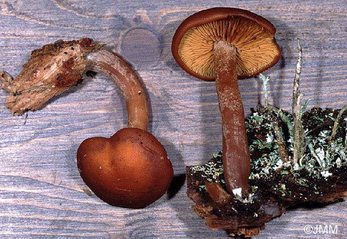 Gymnopilus picreus