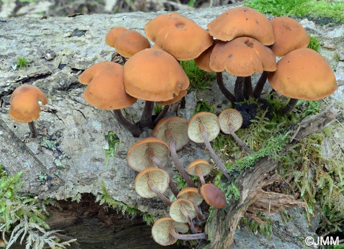 Gymnopilus picreus