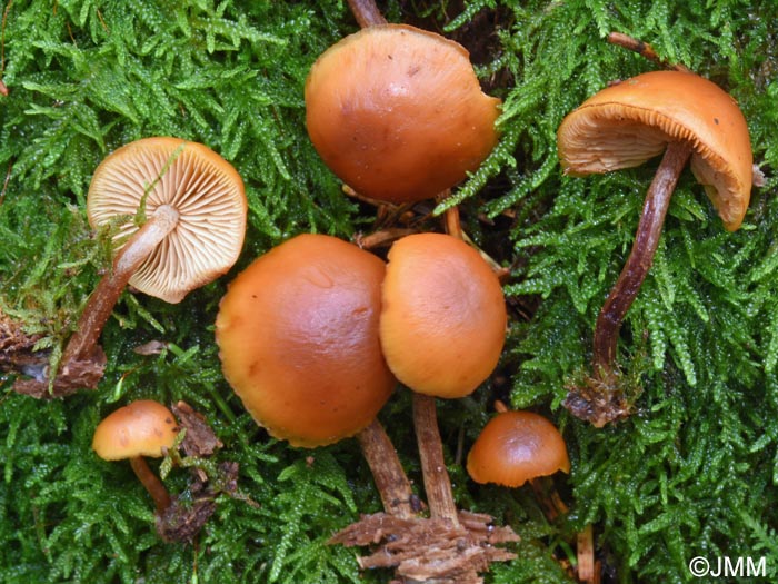 Gymnopilus picreus