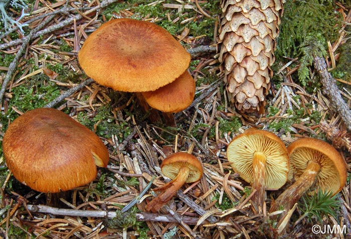 Gymnopilus sapineus