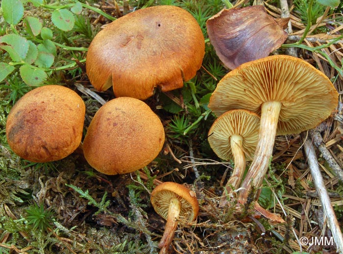 Gymnopilus sapineus