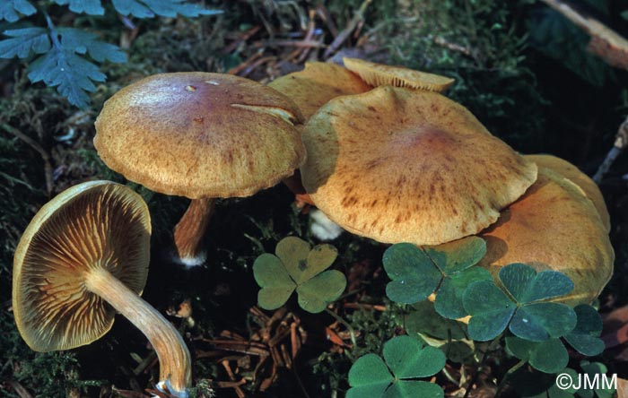 Gymnopilus sapineus