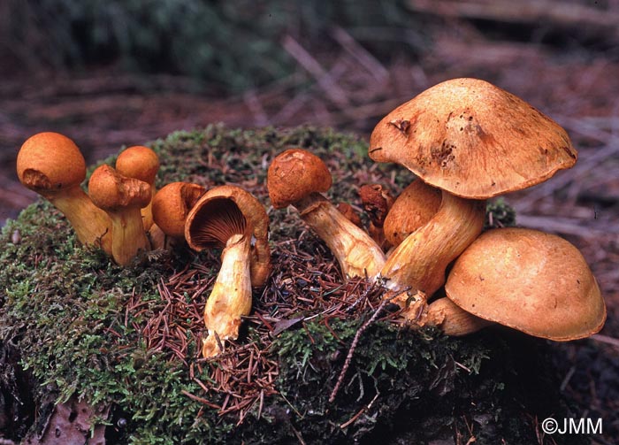 Gymnopilus spectabilis