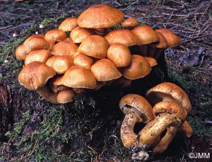 Gymnopilus spectabilis