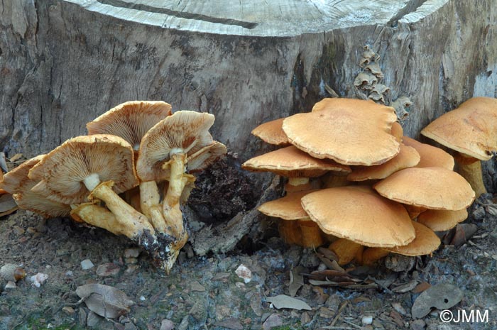 Gymnopilus spectabilis