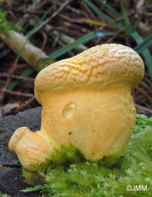 Gymnopilus spectabilis