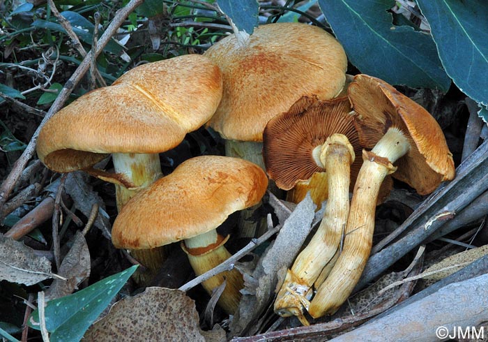 Gymnopilus spectabilis