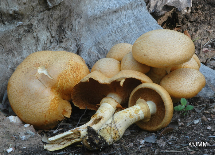 Gymnopilus spectabilis