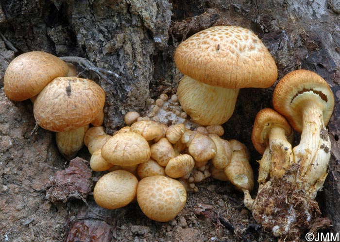 Gymnopilus suberis