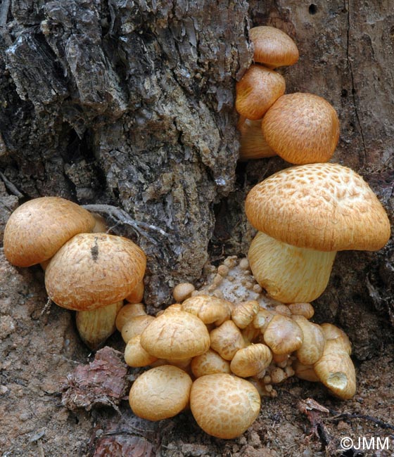 Gymnopilus suberis