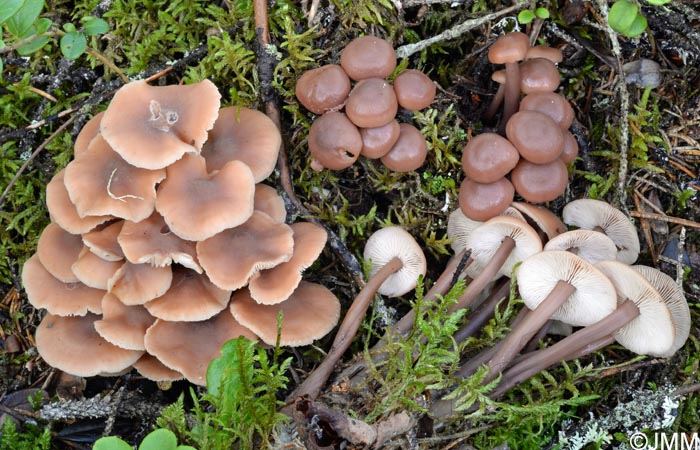 Gymnopus acervatus = Collybia acervata