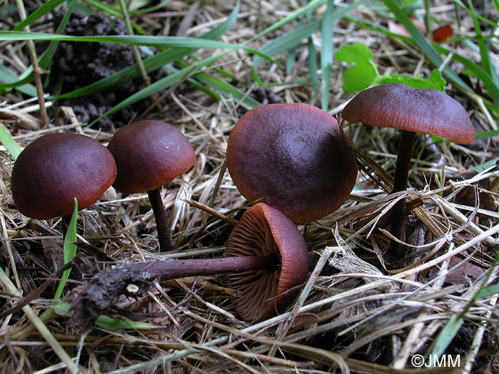 Gymnopus alkalivirens