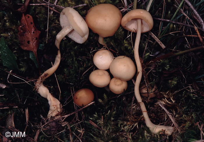 Gymnopus aquosus