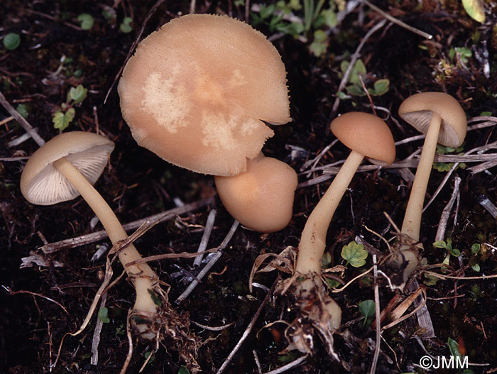 Gymnopus aquosus