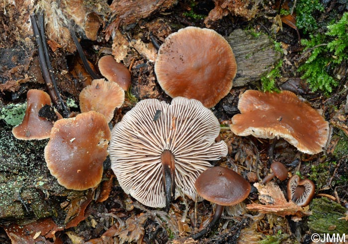 Gymnopus brassicolens = Micromphale brassicolens