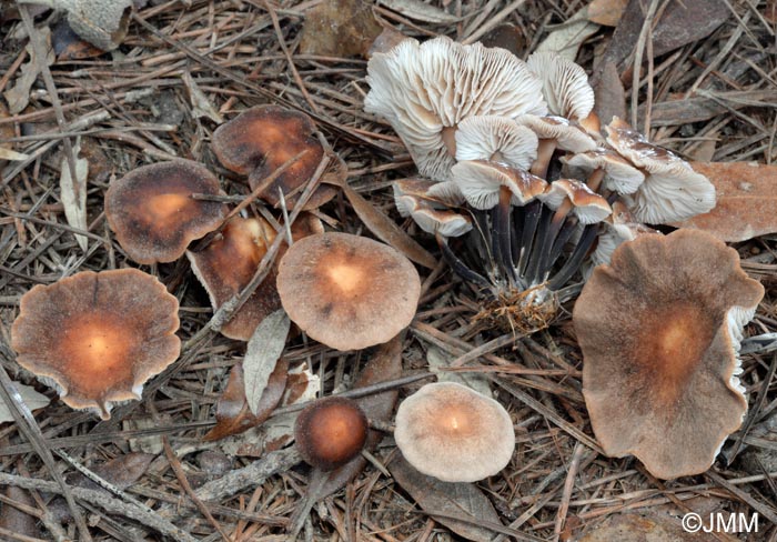 Gymnopus brassicolens = Micromphale brassicolens