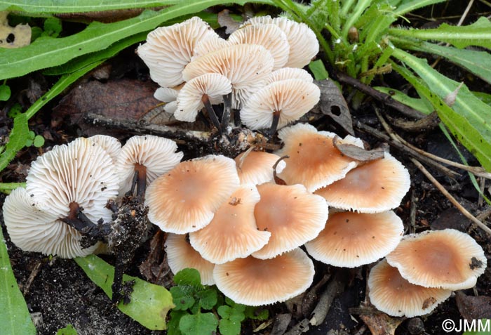 Gymnopus brassicolens = Collybia brassicolens