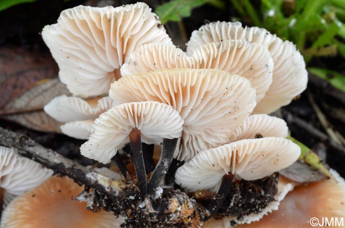 Gymnopus brassicolens = Collybia brassicolens